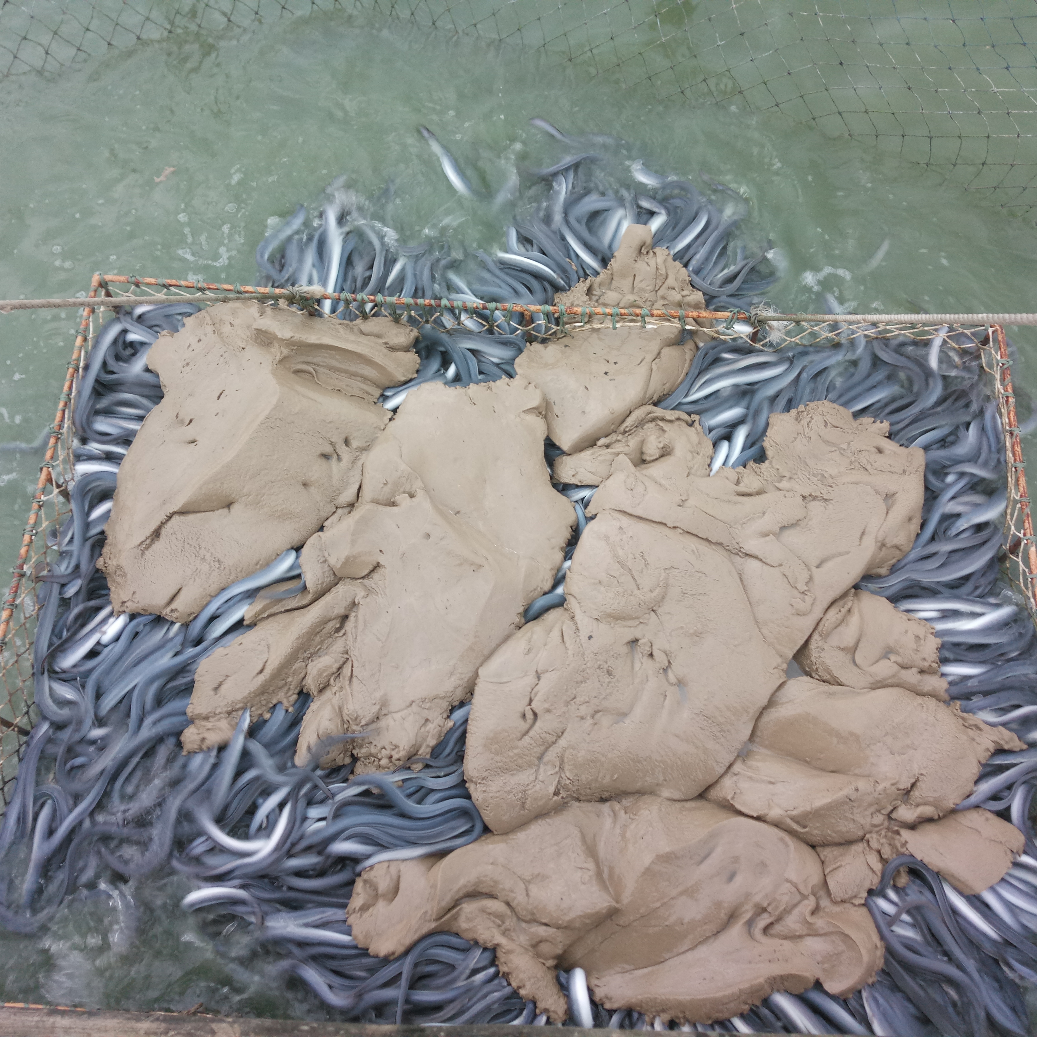 昆虫蛋白生物饲料